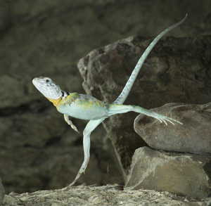 lizard